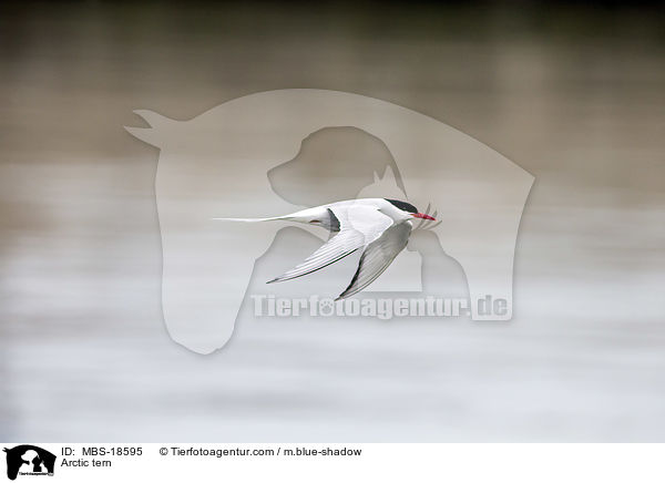 Kstenseeschwalbe / Arctic tern / MBS-18595