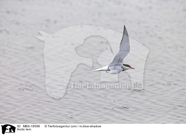 Kstenseeschwalbe / Arctic tern / MBS-18596