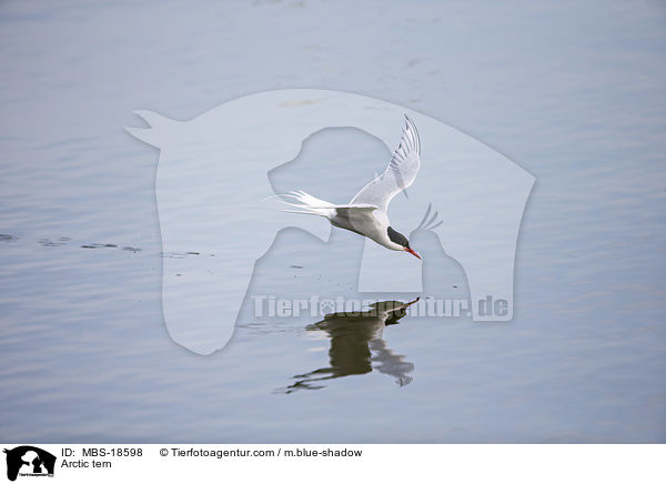 Kstenseeschwalbe / Arctic tern / MBS-18598