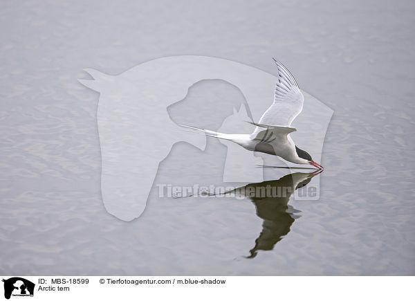 Kstenseeschwalbe / Arctic tern / MBS-18599