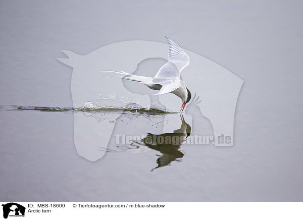 Kstenseeschwalbe / Arctic tern / MBS-18600
