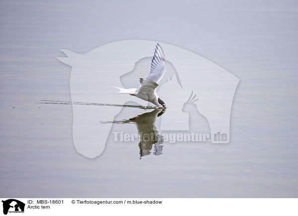 Kstenseeschwalbe / Arctic tern / MBS-18601