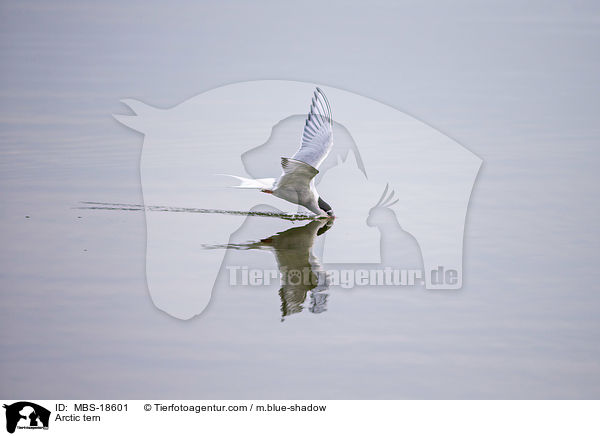 K�stenseeschwalbe / Arctic tern / MBS-18601