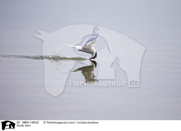 Kstenseeschwalbe / Arctic tern / MBS-18602