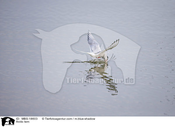 Kstenseeschwalbe / Arctic tern / MBS-18603
