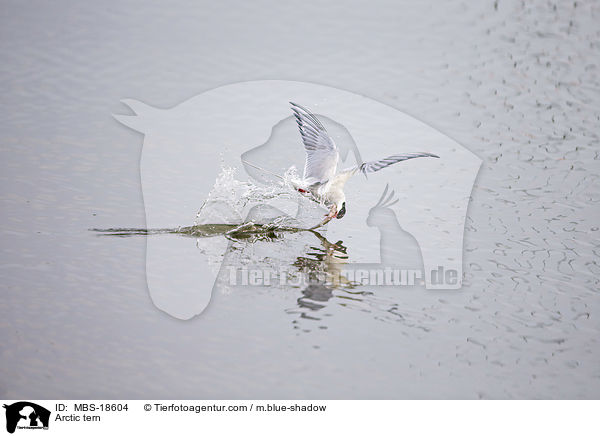 Kstenseeschwalbe / Arctic tern / MBS-18604