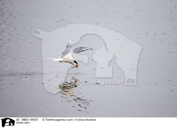 Kstenseeschwalbe / Arctic tern / MBS-18605