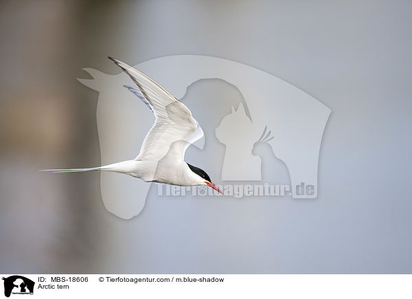 Kstenseeschwalbe / Arctic tern / MBS-18606