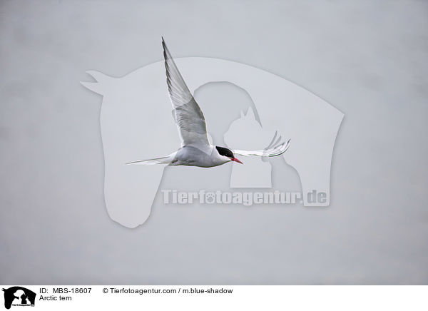 Kstenseeschwalbe / Arctic tern / MBS-18607