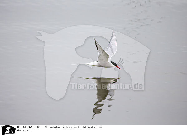 Kstenseeschwalbe / Arctic tern / MBS-18610