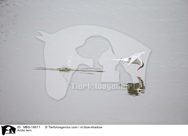 Kstenseeschwalbe / Arctic tern / MBS-18611