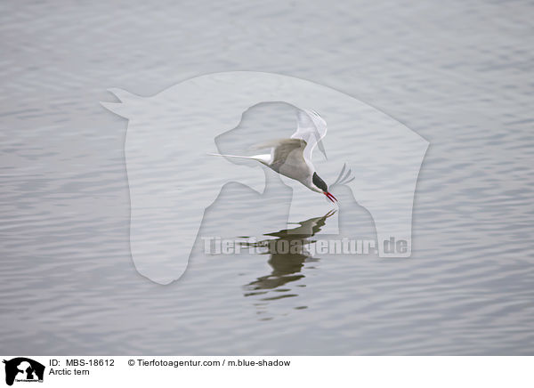 Kstenseeschwalbe / Arctic tern / MBS-18612