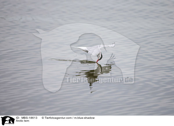 Kstenseeschwalbe / Arctic tern / MBS-18613