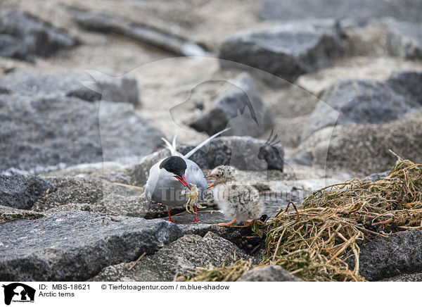 Arctic terns / MBS-18621