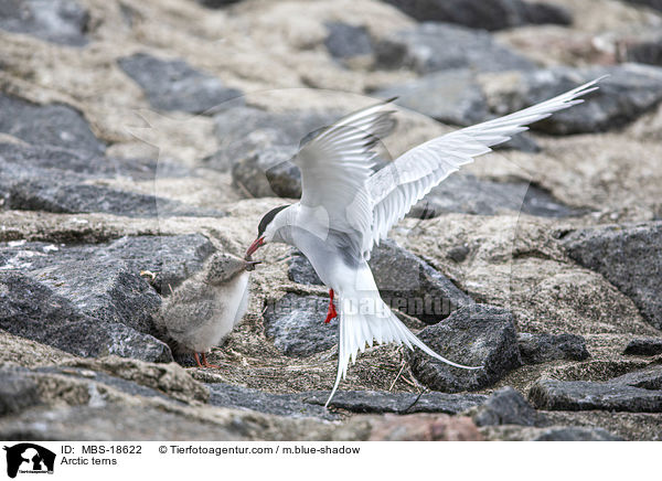 Arctic terns / MBS-18622