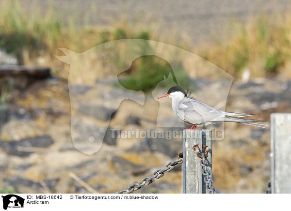 Kstenseeschwalbe / Arctic tern / MBS-18642