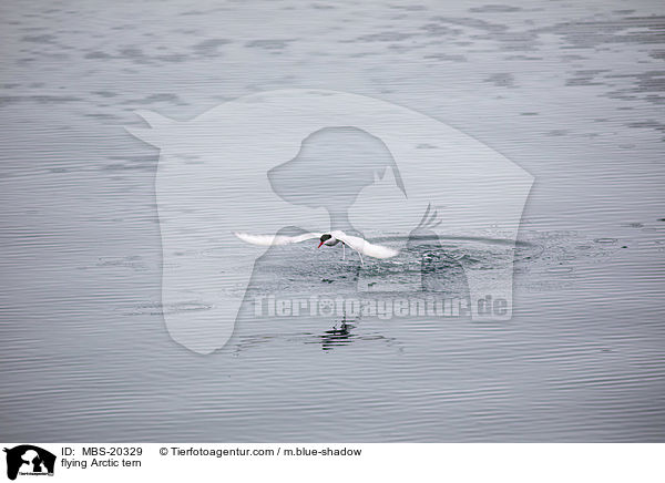 fliegende Kstenseeschwalbe / flying Arctic tern / MBS-20329