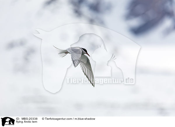 fliegende Kstenseeschwalbe / flying Arctic tern / MBS-20338