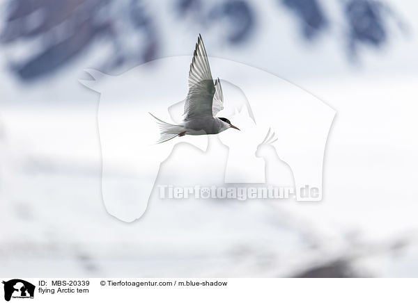 fliegende Kstenseeschwalbe / flying Arctic tern / MBS-20339