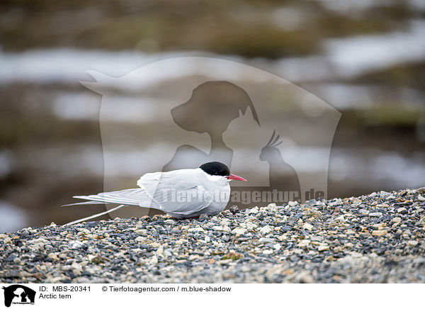 Kstenseeschwalbe / Arctic tern / MBS-20341