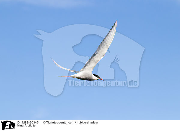 fliegende Kstenseeschwalbe / flying Arctic tern / MBS-20345
