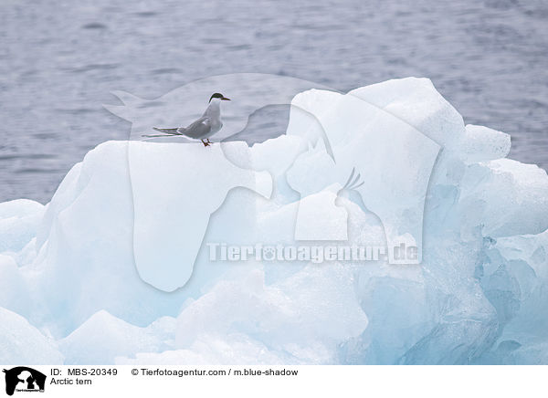 Arctic tern / MBS-20349