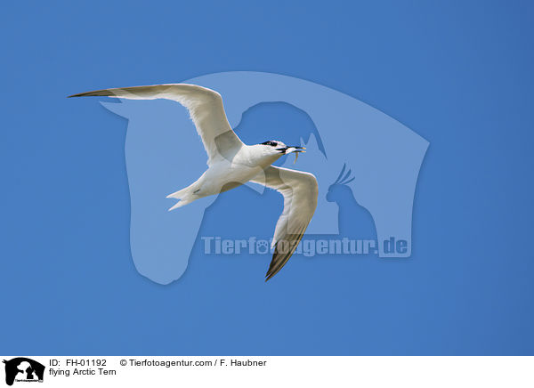 fliegende Kstenseeschwalbe / flying Arctic Tern / FH-01192