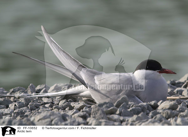 Kstenseeschwalbe / Arctic tern / FF-10652