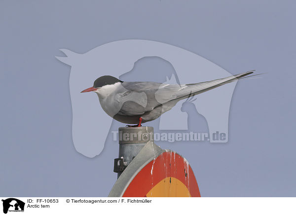 Kstenseeschwalbe / Arctic tern / FF-10653