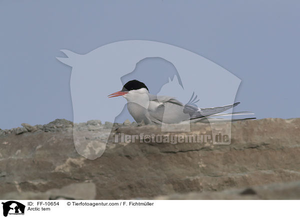 Kstenseeschwalbe / Arctic tern / FF-10654