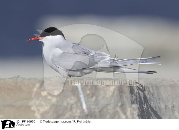 Kstenseeschwalbe / Arctic tern / FF-10656