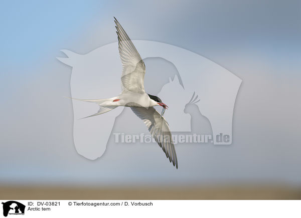 Kstenseeschwalbe / Arctic tern / DV-03821
