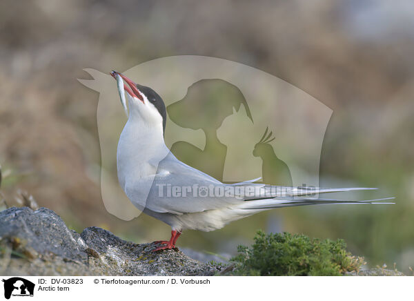 Arctic tern / DV-03823