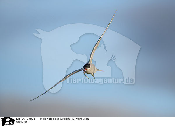 Kstenseeschwalbe / Arctic tern / DV-03824