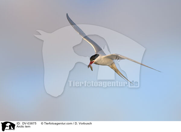 Arctic tern / DV-03875