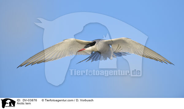 Arctic tern / DV-03876