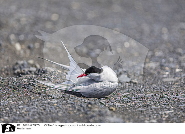 Arctic tern / MBS-27975