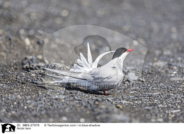 Kstenseeschwalbe / Arctic tern / MBS-27976