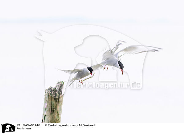 Kstenseeschwalbe / Arctic tern / MAW-01440