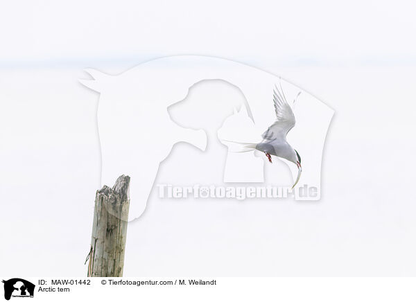 Kstenseeschwalbe / Arctic tern / MAW-01442
