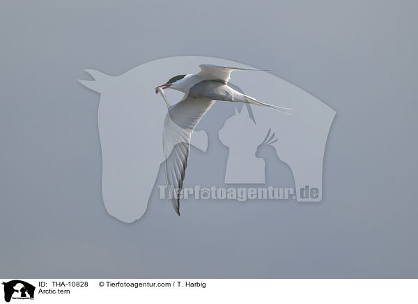 Arctic tern / THA-10828