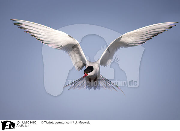 Kstenseeschwalbe / Arctic tern / UM-03465