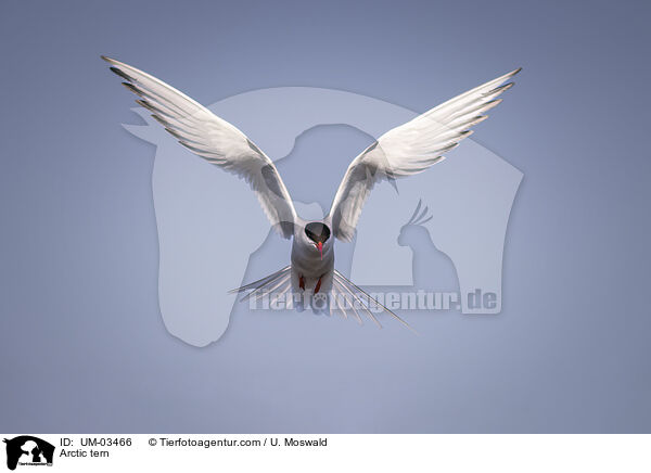 Arctic tern / UM-03466