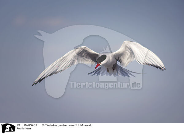 Kstenseeschwalbe / Arctic tern / UM-03467