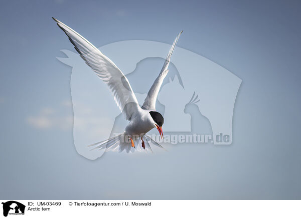 Arctic tern / UM-03469