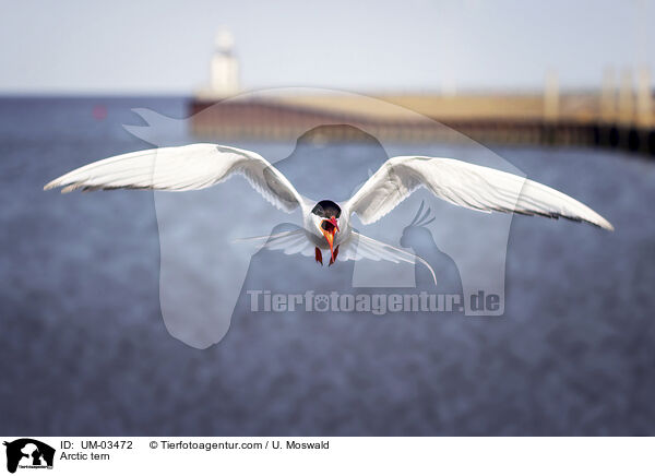 Kstenseeschwalbe / Arctic tern / UM-03472