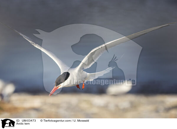 Arctic tern / UM-03473