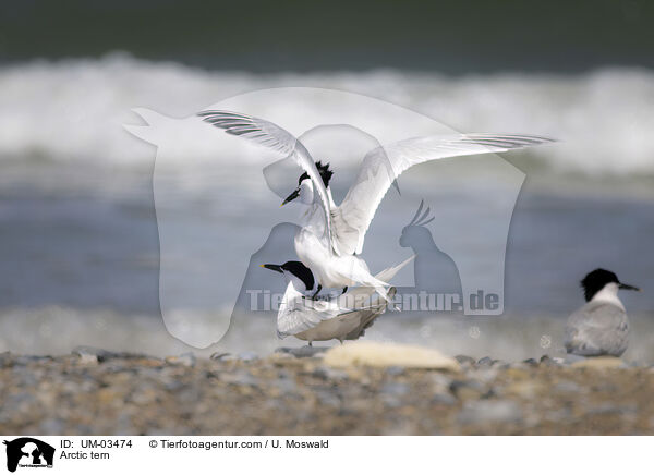Kstenseeschwalbe / Arctic tern / UM-03474