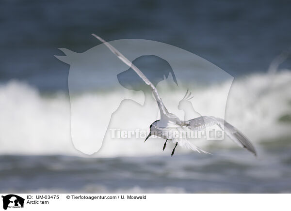 Kstenseeschwalbe / Arctic tern / UM-03475
