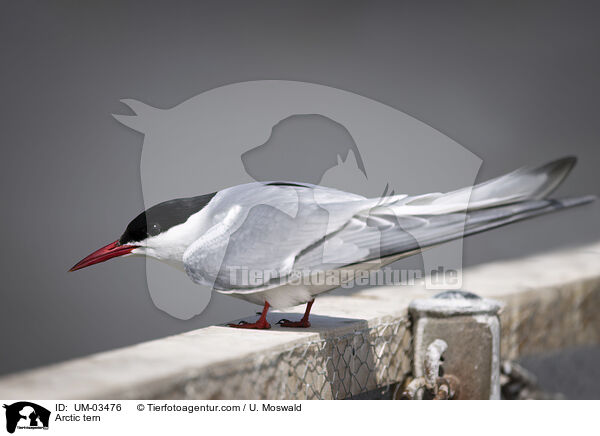 Arctic tern / UM-03476